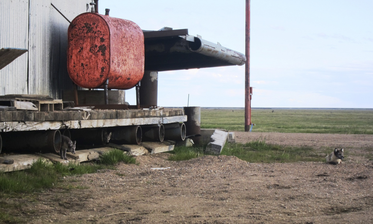 Two Arctic foxes beside abandoned infrastructure at the former Point Lonely radar site