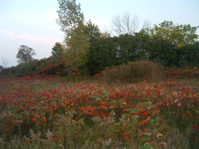 Fall 2007 - Field behind Pits. Contributed by Jeff Kroll
